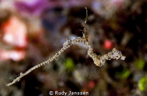Lembeh sea dragon by Rudy Janssen 